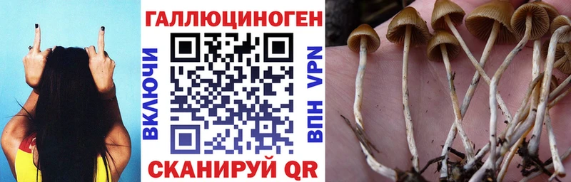 Псилоцибиновые грибы Psilocybe  Красноуфимск 